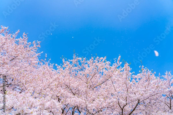 Obraz 日本の春 埼玉幸手 幸手権現堂桜堤の桜並木