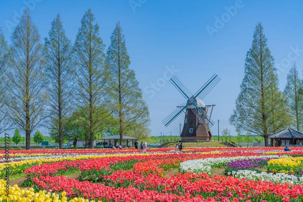 Obraz 日本の春 千葉県柏市 あけぼの山農業公園のチューリップ