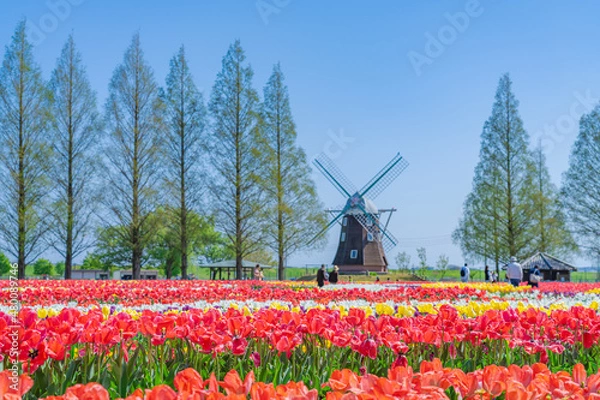 Obraz 日本の春 千葉県柏市 あけぼの山農業公園のチューリップ