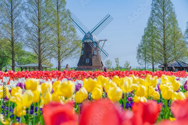Obraz 日本の春 千葉県柏市 あけぼの山農業公園のチューリップ