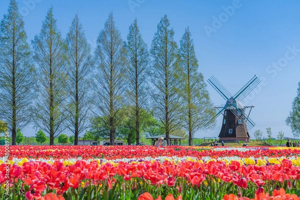 Obraz 日本の春 千葉県柏市 あけぼの山農業公園のチューリップ