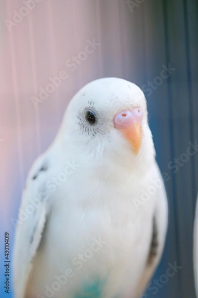 Fototapeta close up of a white dove
