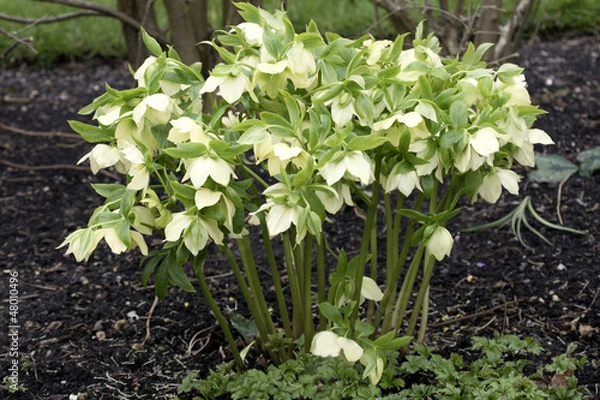 Obraz Hellebore or Christmas Rose