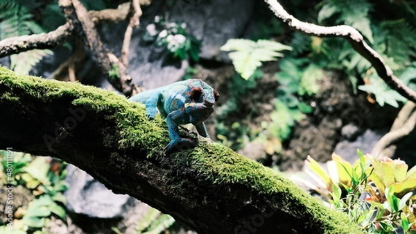 Obraz 
chameleon on the stick