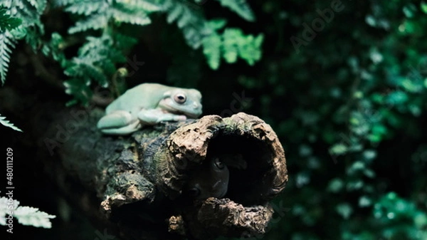 Obraz two neighboors 