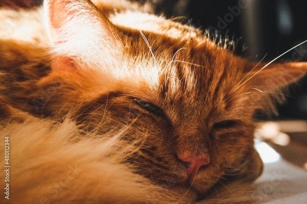 Fototapeta cat sleeping