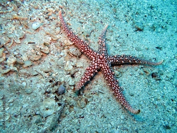Obraz red sea starfish