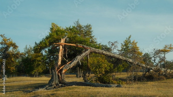 Obraz bright broken tree