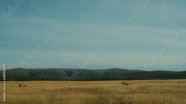 Obraz Bright cow on a field