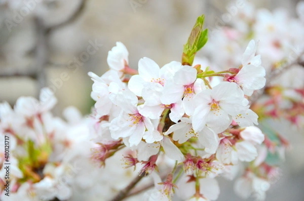 Obraz Cherry Blossoms