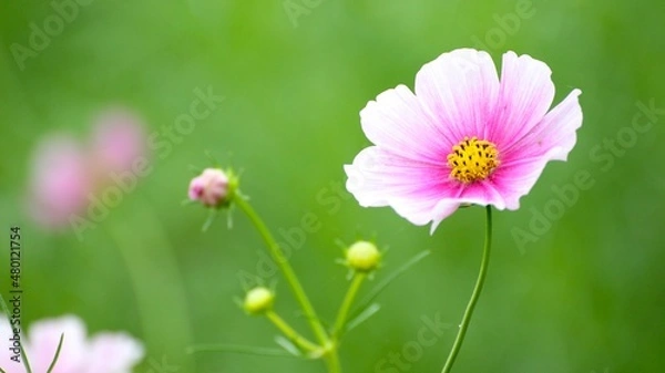 Obraz pink cosmos flower
