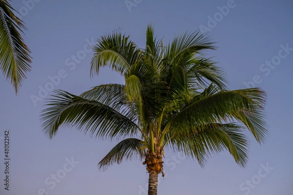 Obraz palm trees on blue sky