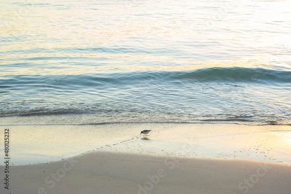 Obraz bird on sea ​​shore
