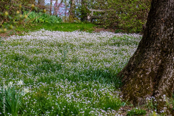 Fototapeta spring in the park