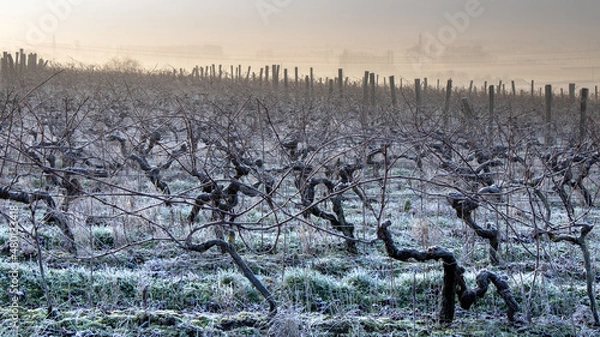 Fototapeta Vigne et  gel