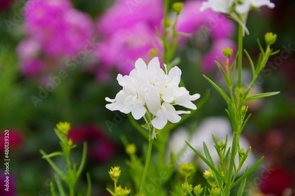 Fototapeta 白の花