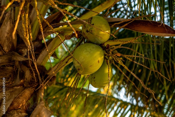 Obraz coconut on tree