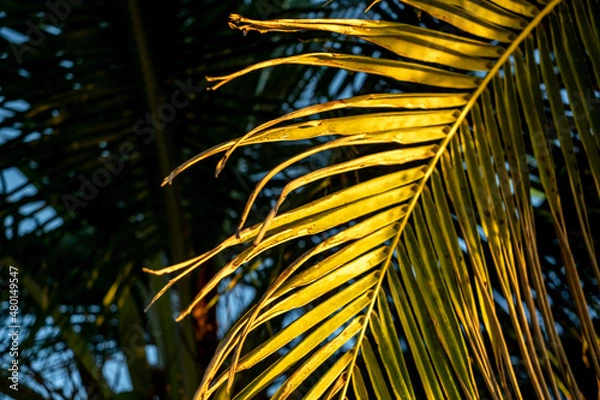 Obraz palm tree leaves in the sun