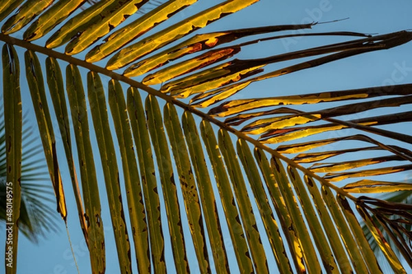 Obraz palm tree leaves and needles