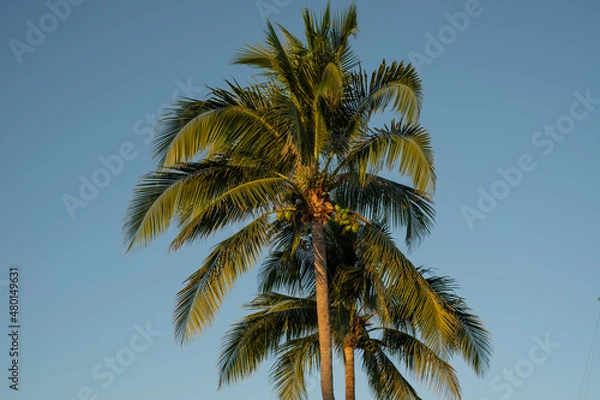 Fototapeta palm tree in the sky