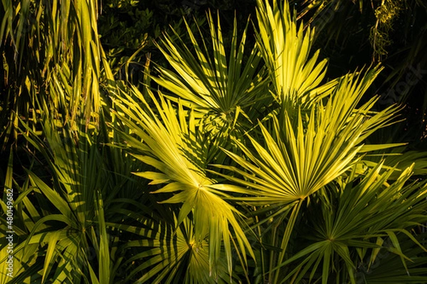 Obraz palm branches in the tropical jungle