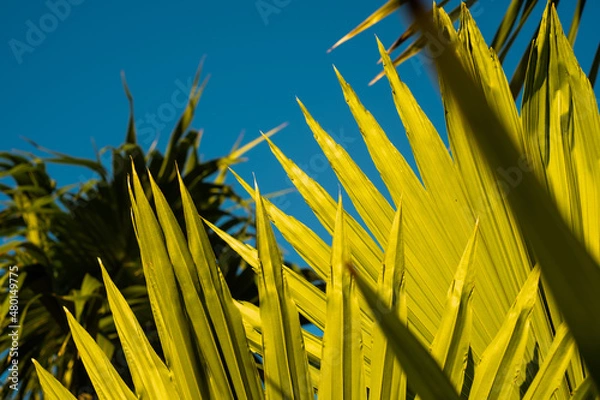 Obraz palm leaves against the sky