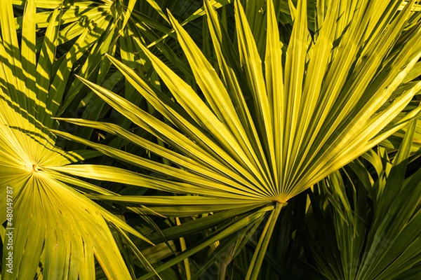 Obraz palm leaf background