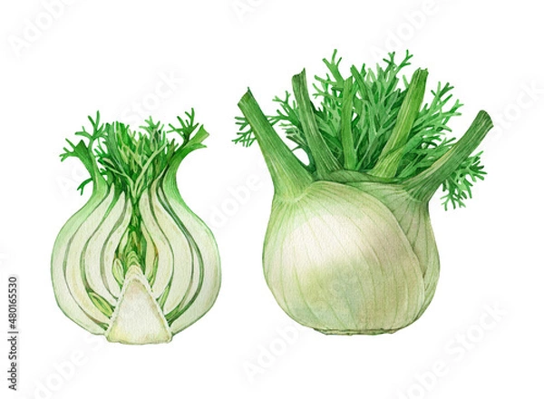 Fototapeta Fennel.  Watercolor illustration on a white background.
