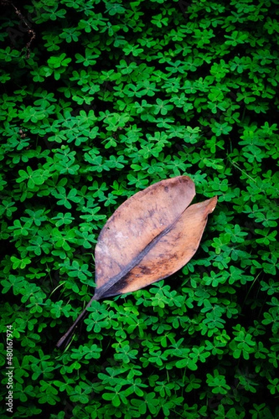 Obraz Ocre sobre verde