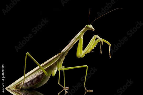 Obraz Giant Asian Praying Mantis