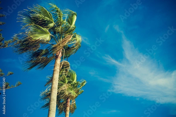 Fototapeta Tall palm trees of Cyprus Nissi Beach on Windy day retro vintage toned copy space