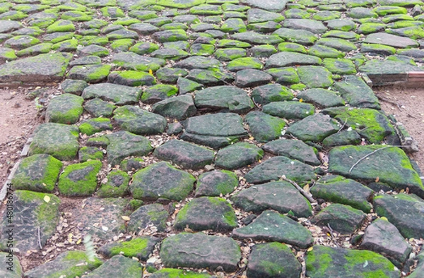 Fototapeta Green moss on old stone footpath