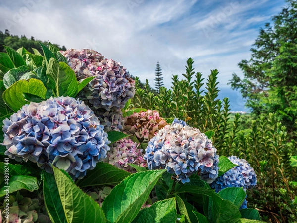 Fototapeta beautiful landscape full of hydrangea flowers on Sao Miguel Island Azores island