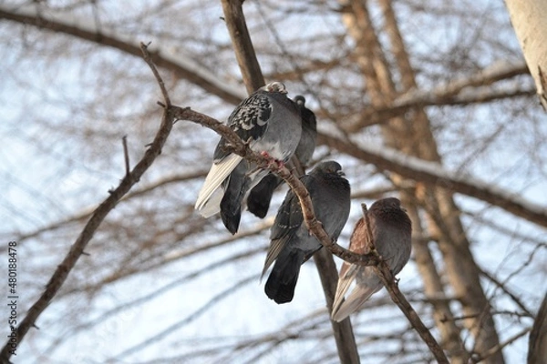 Obraz Birds on a branch