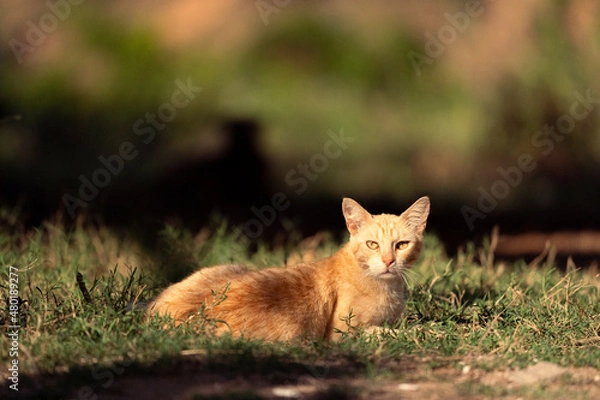 Fototapeta Sunbathing