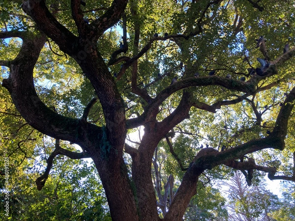 Fototapeta 大木
