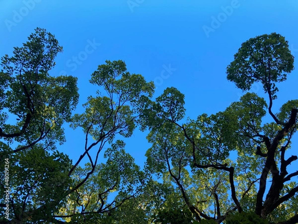 Fototapeta 森と空