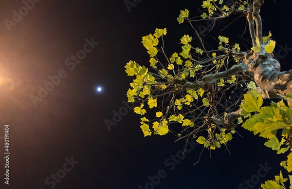 Fototapeta 夜の街路樹