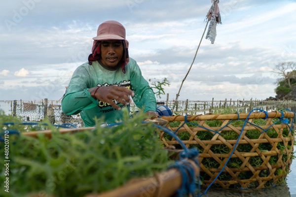 Fototapeta Nusa Penida,Bali-Sept 04 2021: A seaweed farmer in Nusa Penida Bali is harvesting his seaweed cages on a cloudy afternoon. Grass became the main commodity when tourism collapsed in Nusa Penida Bali