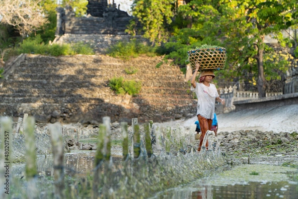 Obraz Nusa Penida,Bali-Sept 04 2021: A seaweed farmer in Nusa Penida Bali is harvesting his seaweed cages on a cloudy afternoon. Grass became the main commodity when tourism collapsed in Nusa Penida Bali