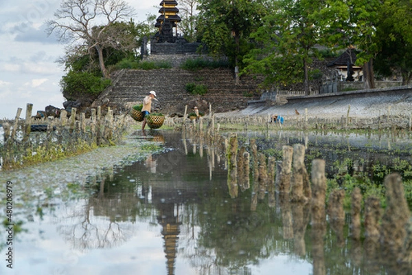 Fototapeta Nusa Penida,Bali-Sept 04 2021: A seaweed farmer in Nusa Penida Bali is harvesting his seaweed cages on a cloudy afternoon. Grass became the main commodity when tourism collapsed in Nusa Penida Bali