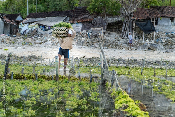 Fototapeta Nusa Penida,Bali-Sept 04 2021: A seaweed farmer in Nusa Penida Bali is harvesting his seaweed cages on a cloudy afternoon. Grass became the main commodity when tourism collapsed in Nusa Penida Bali