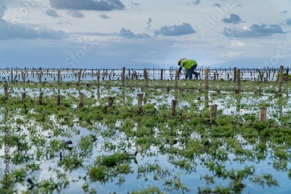 Fototapeta Nusa Penida,Bali-Sept 04 2021: A seaweed farmer in Nusa Penida Bali is harvesting his seaweed cages on a cloudy afternoon. Grass became the main commodity when tourism collapsed in Nusa Penida Bali