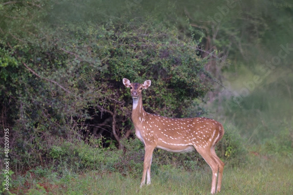 Obraz deer in the woods