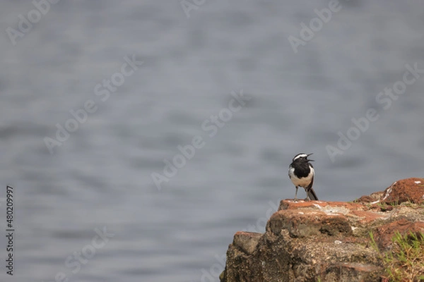 Obraz small bird on a rock