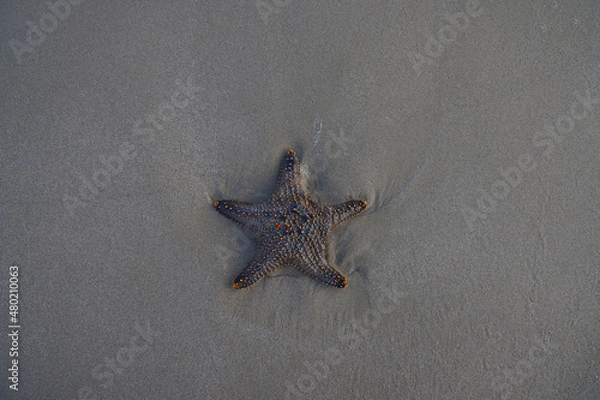 Obraz starfish on the beach