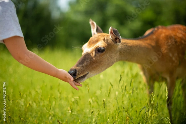 Obraz child feeding a deer