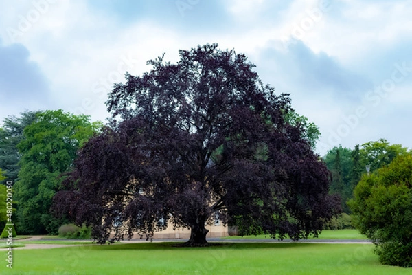 Obraz violet tree in the park