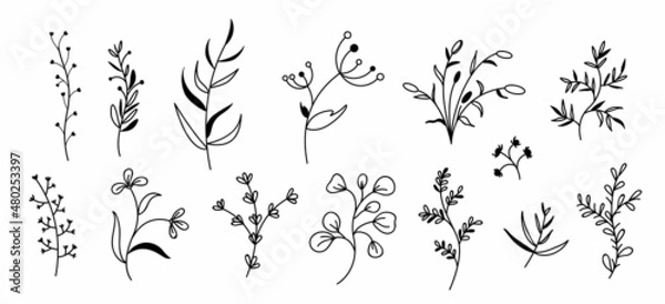 Fototapeta Floral and herbal set. Fantasy Botanical elements twigs and flowers isolated on white background. contour illustrations of spring flowers