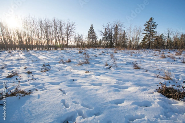 Fototapeta snow covered trees and a winter field